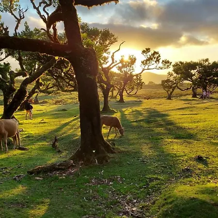 Casa De Cha * Prazeres