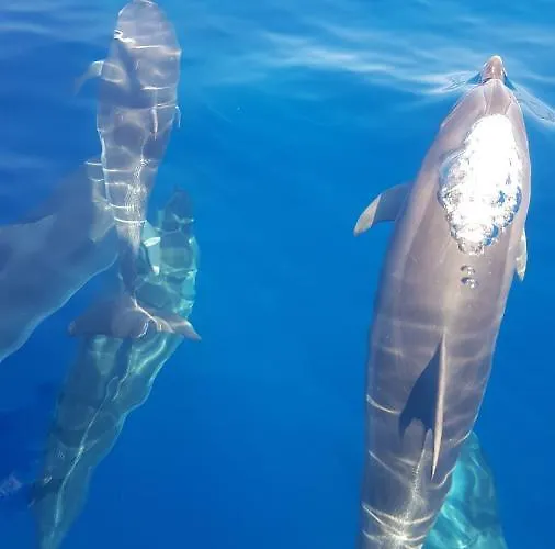 Casa De Cha Hostal *