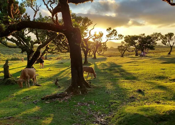 Casa De Cha * Prazeres